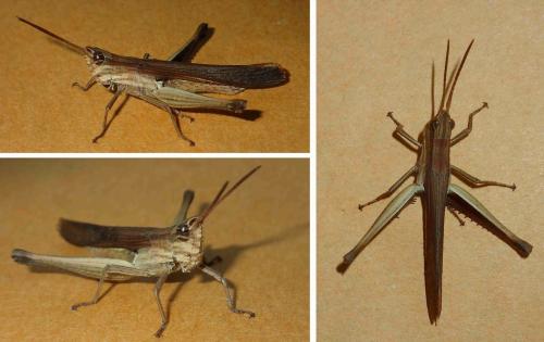 Phlaeoba infumata